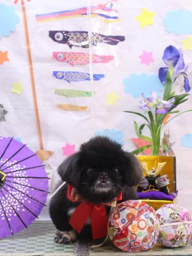 20240511つきみちゃん